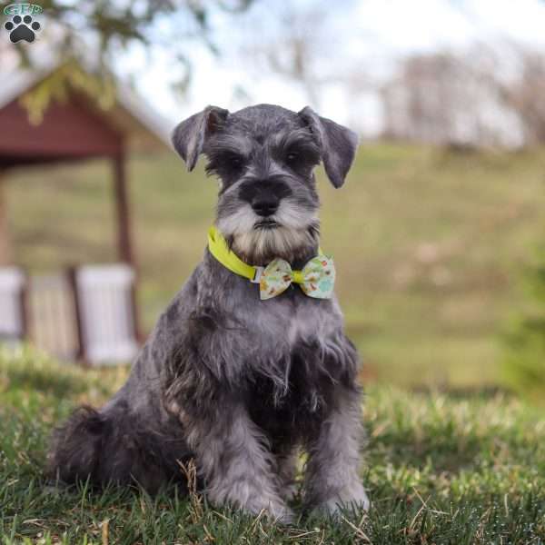 Anne, Miniature Schnauzer Puppy